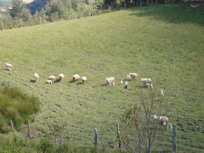 Sítio em , Rancho Queimado/SC de 0m² à venda por R$ 419.000,00