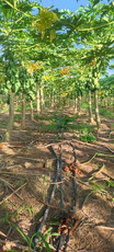 Fazenda Com 17 Hectares Com Rio Perene E Irrigação