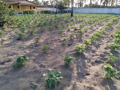 Terreno em , São José de Mipibu/RN de 0m² à venda por R$ 80.000,00