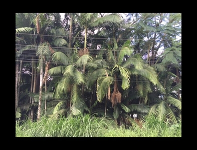 Terreno no Bairro Itoupava Seca em Blumenau com 2273 m²