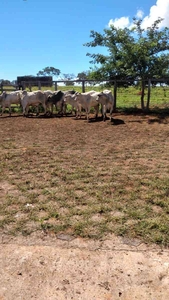 Fazenda à venda no bairro Centro, 1m²