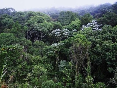 Sitio de mata atlantica para venda ou arrendamento na regiao de jacupiranga-sp, com 30 hectares para compensação ou produção de palmito