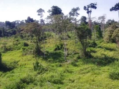 Fazenda com 100 Alqueires sendo 35 de pasto