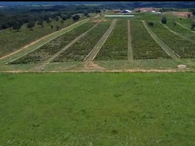 Fazenda em Centro, Primavera Do Leste/MT de 11600000m² 1 quartos à venda por R$ 39.999.000,00