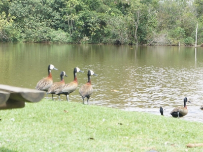 Área em Granja Viana II, Cotia/SP de 0m² à venda por R$ 2.199.000,00