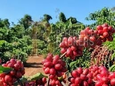 Fazenda em Bambuí, Bambuí/MG de 1540m² 7 quartos à venda por R$ 149.999.000,00