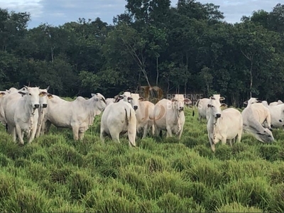 Fazenda em Mt, Cocalinho/MT de 10m² 1 quartos à venda por R$ 199.999.000,00