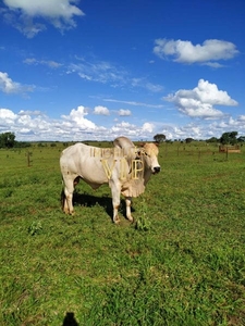 Fazenda em Zona Rural, Paranaíba/MS de 12342000m² 1 quartos à venda por R$ 50.999.000,00