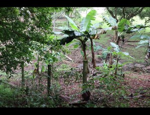 Terreno no Bairro Badenfurt em Blumenau com 2500 m²