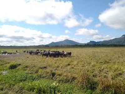 Fazenda / Sítio / Chácara à venda - Rocio