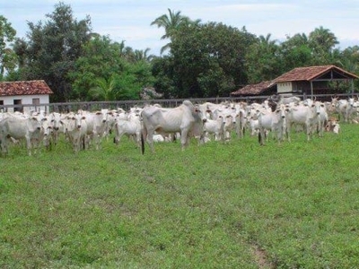 Fazenda centro monte alegre de goias go brasil