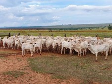 Fazenda à venda no bairro Centro em Itajobi