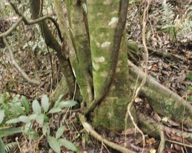 Terreno 5 Mil M2 Condomínio Rural canto da serra em Santa Luzia