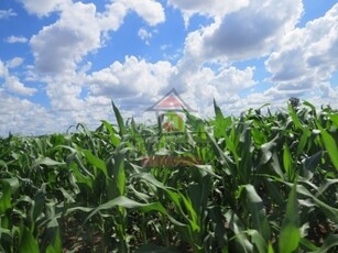 Fazenda em Centro, Dourados/MS de 0m² à venda por R$ 191.999.000,00