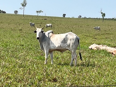 Chácara em Zona Rural, Brasilândia/MS de 36600000m² 1 quartos à venda por R$ 109.999.000,00