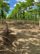 4 Hectares De Mamao Para Arrendamento