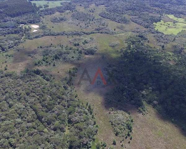 Chácara de erva-mate ao lado do asfalto, Guará, GUARAPUAVA - PR