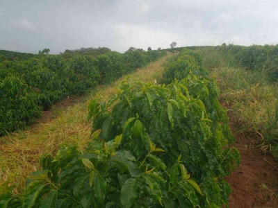 Fazenda com 3 quartos à venda no bairro Zona Rural, 121000m²