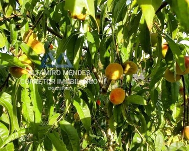 Sítio para Venda em Maracanã Glorinha-RS - 419