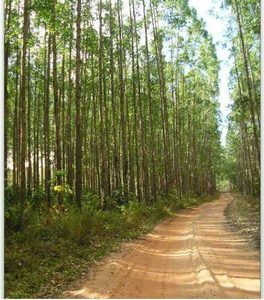 172ha Terras Em Alagoinhas, Bahia!