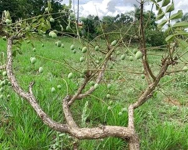 Chácara Condomínio Vale das Cachoeiras 1750m², Frente 3 Ruas, Plana- Aragoiânia