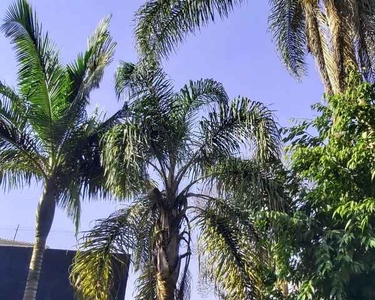 Excelente Casa com Jardim, Arvores Frutíferas e Horta no Condomínio Residencial Santa Hele