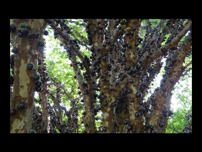 Lindo sítio em Itaboraí com grande área verde.