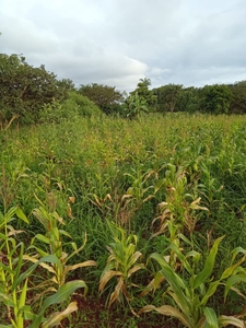 Chácara em Asa Norte, Brasília/DF de 10m² 2 quartos à venda por R$ 1.199.000,00