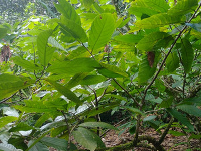 Fazenda De Cacau, Represa E Árvores Frutíferas
