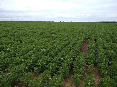 Fazenda à venda no bairro Setor Central