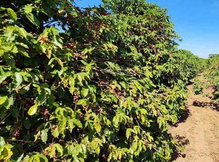 Fazenda com 1 quarto à venda no bairro Zona Rural, 1260000m²