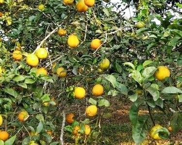 Chácara Rural / Chacara Bom Sucesso