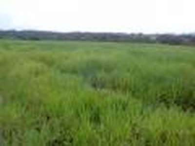 Fazenda em Tancredo Neves. 163 hectares.